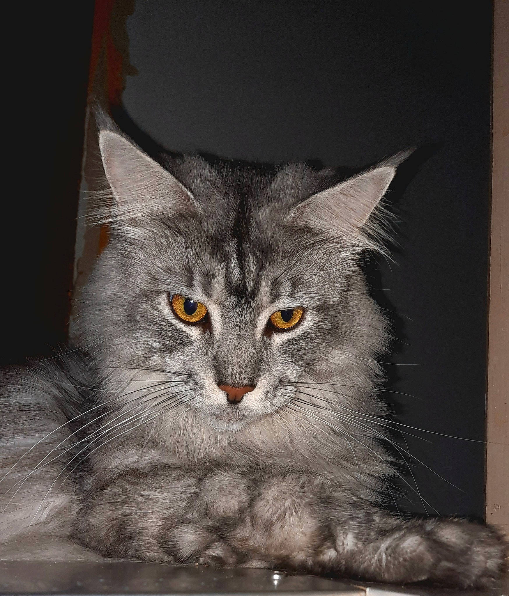 Reva participe au concours pour gagner de l'argent avec cette photo : art, carnivore, cat, darkness, domestic_short_haired_cat, felidae, fur, grey, illustration, iris, paw, photo_caption, small_to_medium_sized_cats, snout, terrestrial_animal, whiskers, wildlife