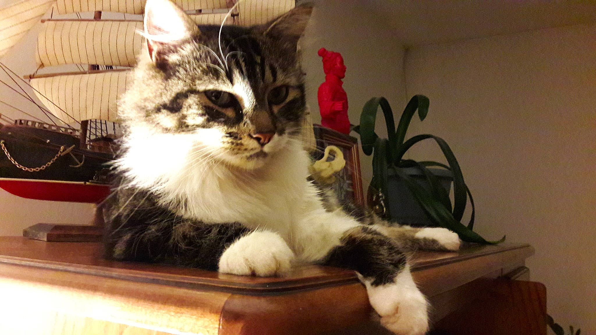 Jarod participe au concours pour gagner de l'argent avec cette photo : aegean_cat, carnivore, cat, cymric, domestic_long_haired_cat, domestic_short_haired_cat, european_shorthair, felidae, kitten, maine_coon, mammal, norwegian_forest_cat, paw, polydactyl_cat, ragamuffin, siberian, small_to_medium_sized_cats, tabby_cat, vertebrate, whiskers