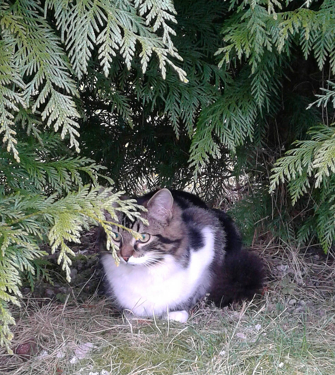 Jarod a rejoint le concours — aidez-le/la à gagner de superbes lots ! american_wirehair, branch, carnivore, cat, domestic_short_haired_cat, european_shorthair, felidae, fir, fur, grass, norwegian_forest_cat, organism, pine_family, plant, polydactyl_cat, small_to_medium_sized_cats, tail, tree, vascular_plant, whiskers