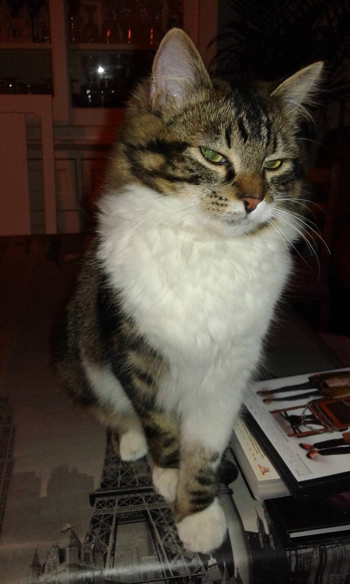 Jarod participe au concours pour gagner de l'argent avec cette photo : aegean_cat, asian, british_semi_longhair, carnivore, cat, domestic_long_haired_cat, domestic_short_haired_cat, european_shorthair, felidae, kitten, maine_coon, mammal, norwegian_forest_cat, siberian, small_to_medium_sized_cats, tabby_cat, vertebrate, whiskers