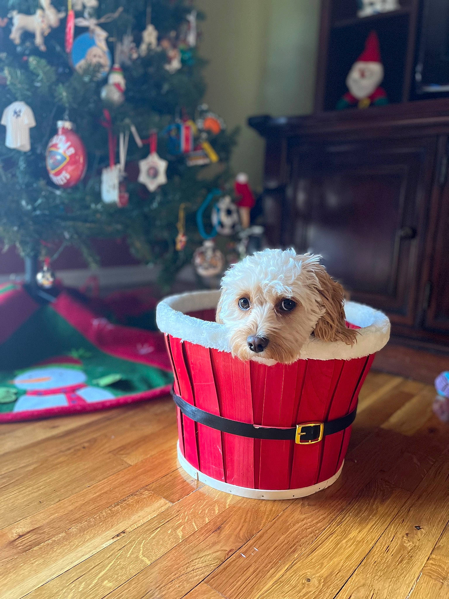 Taffy is registered to the contest to win money with this photo: cabinetry, carnivore, christmas_tree, companion_dog, dog, dog_breed, dog_clothes, dog_supply, event, fawn, flooring, hardwood, holiday, pet_supply, picture_frame, small_terrier, toy, toy_dog, wood, wood_stain