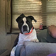 Nero is registered to the contest to win money with this photo: dog, black_and_white, orange_collar, couch, living_room, window_blinds, paw, indoor, pet, relaxed, can, furniture, resting, animal, domestic, companion, home, casual, comfortable, brown_wall