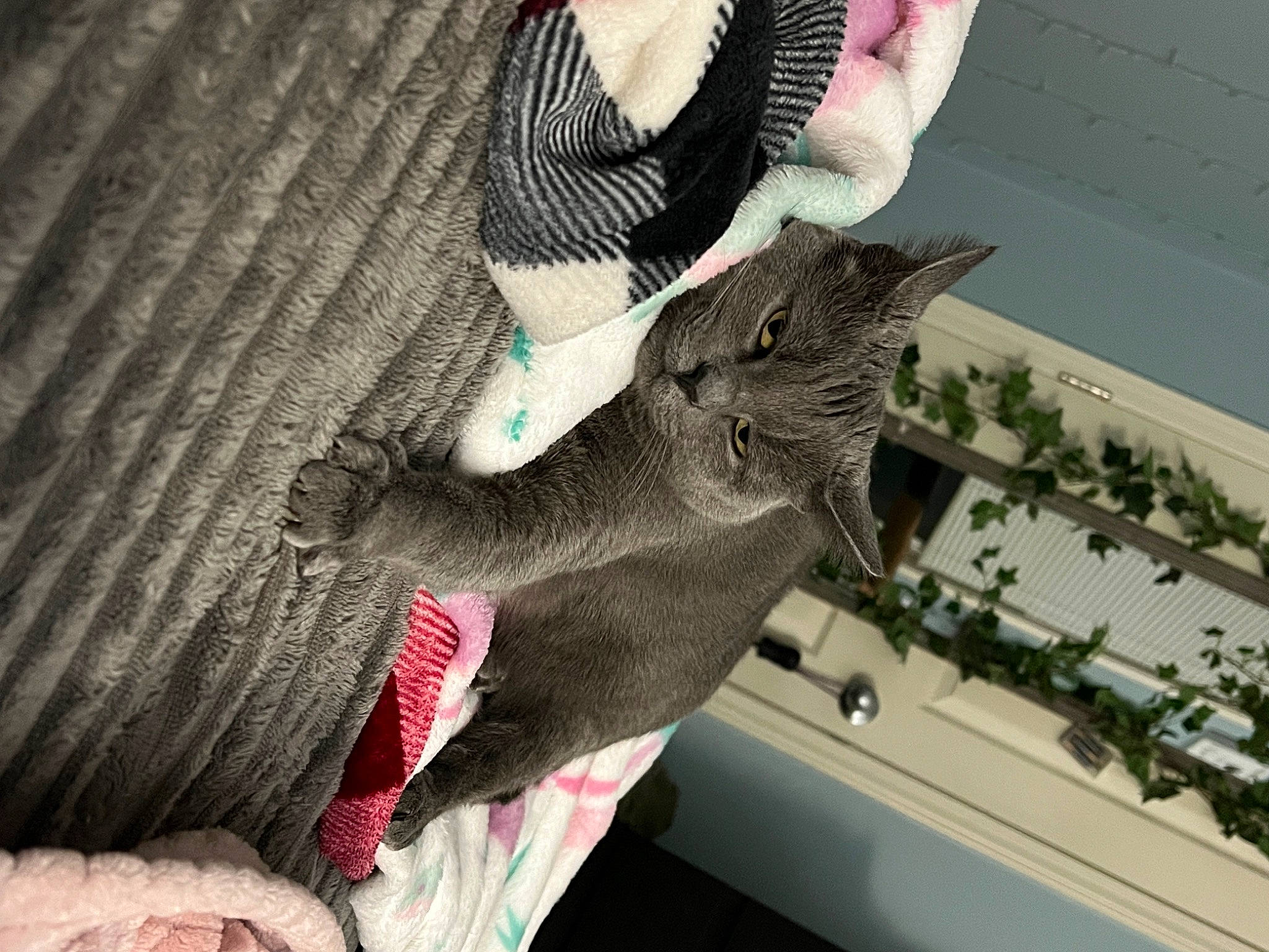 London is registered to the contest to win money with this photo: art, fashion_accessory, felidae, foot, fur, gesture, glove, grey, human_leg, nail, pattern, plant, small_to_medium_sized_cats, sock, stuffed_toy, tail, thigh, tree, whiskers, wool