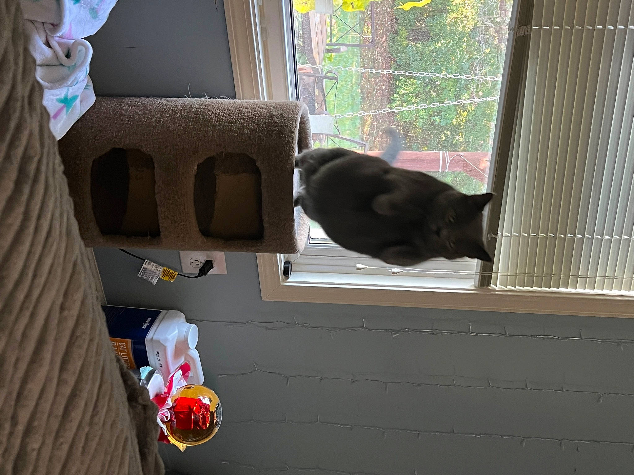London is registered to the contest to win money with this photo: carmine, carnivore, cat, curtain, door, felidae, fixture, home_door, room, sash_window, shade, small_to_medium_sized_cats, tail, textile, tints_and_shades, tree, vehicle_door, window, window_treatment, wood