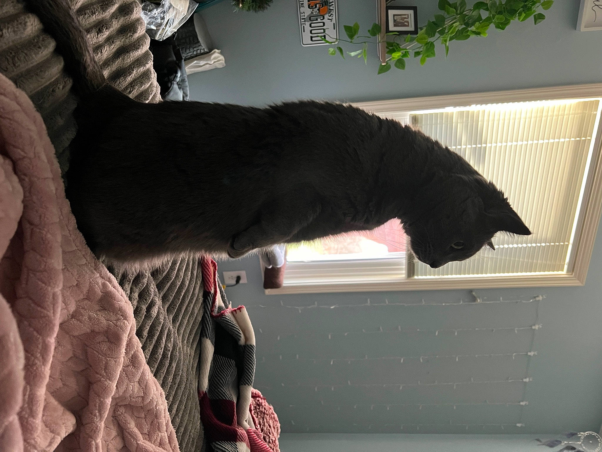 London is registered to the contest to win money with this photo: black_cat, canidae, carbonated_soft_drinks, carmine, carnivore, cat, cola, comfort, dog_breed, domestic_short_haired_cat, felidae, fur, plant, room, small_to_medium_sized_cats, sporting_group, tail, tints_and_shades, tree, window