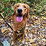 Beau joined the competition — help win amazing prizes! dog, golden_retriever, pet, canine, animal, sitting, happy, smiling, panting, tongue, portrait, outdoor, forest, woodland, autumn, fallen_leaves, nature, leash, harness, human_companion