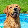 dog, golden_retriever, wet_fur, pool, swimming_pool, outdoor, grass, summer, sunlight, portrait, close_up, happy, smiling, open_mouth, brown_fur, water, playful, pet, animal, backyard