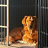 Beau is registered to the contest to win money with this photo: dog, golden_retriever, pet, animal, lying_down, indoors, kennel, crate, metal_bars, blanket, sunlight, golden_hour, fur, brown_coat, portrait, resting, front_view, home, cozy, shadow