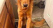 Beau is registered to the contest to win money with this photo: dog, cat, golden_retriever, gray_cat, pet, animal, indoors, portrait, closeup, standing, stretching, paws, fur, golden_fur, gray_fur, doorway, bathroom, wooden_cabinet, shoes, person