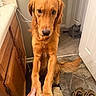 dog, cat, golden_retriever, gray_cat, pet, animal, indoors, portrait, closeup, standing, stretching, paws, fur, golden_fur, gray_fur, doorway, bathroom, wooden_cabinet, shoes, person