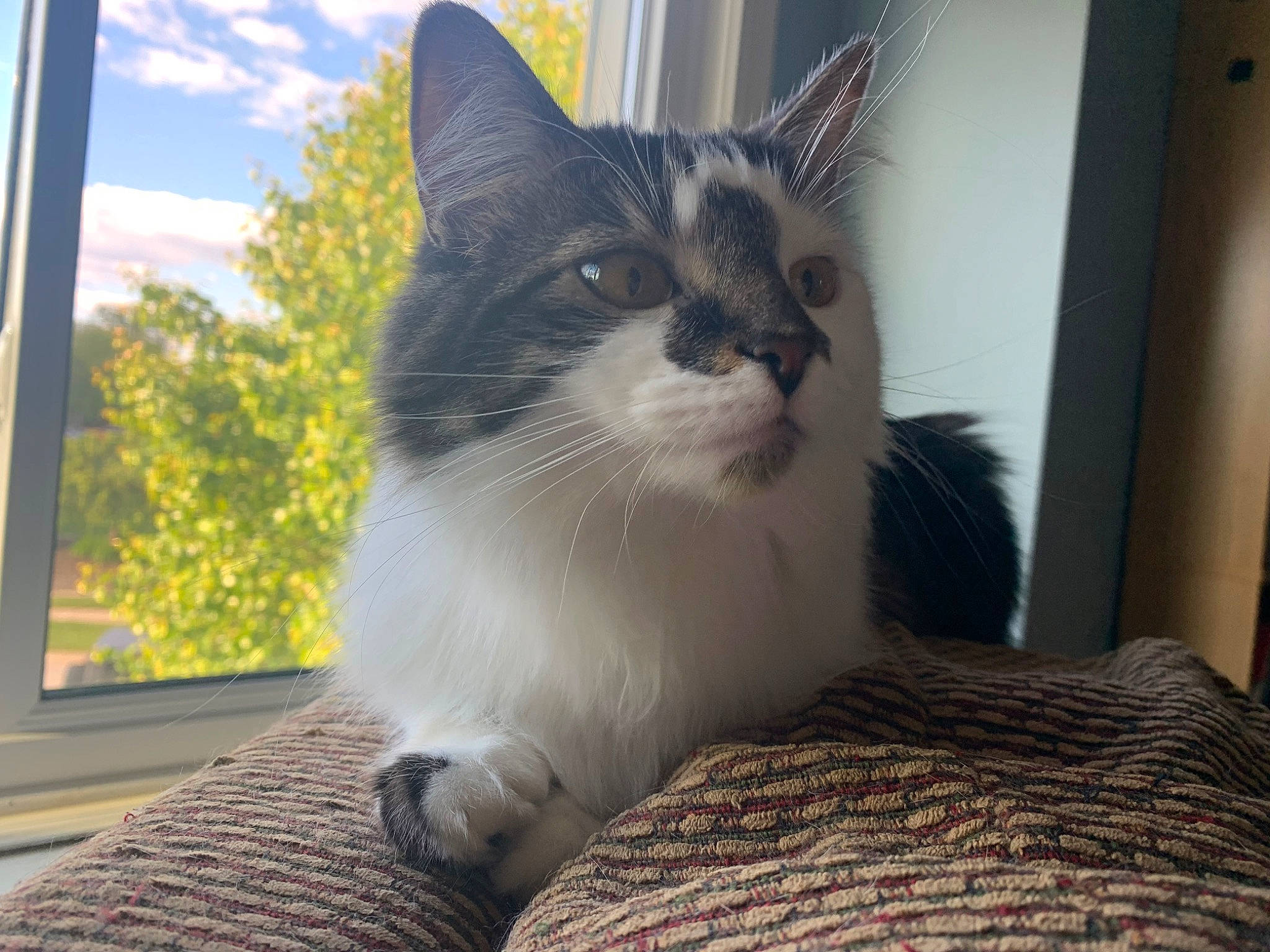 Sophie joined the competition — help win amazing prizes! carnivore, cat, cloud, comfort, domestic_short_haired_cat, felidae, fur, glass, grass, plant, sitting, sky, small_to_medium_sized_cats, snout, tail, tree, whiskers, window