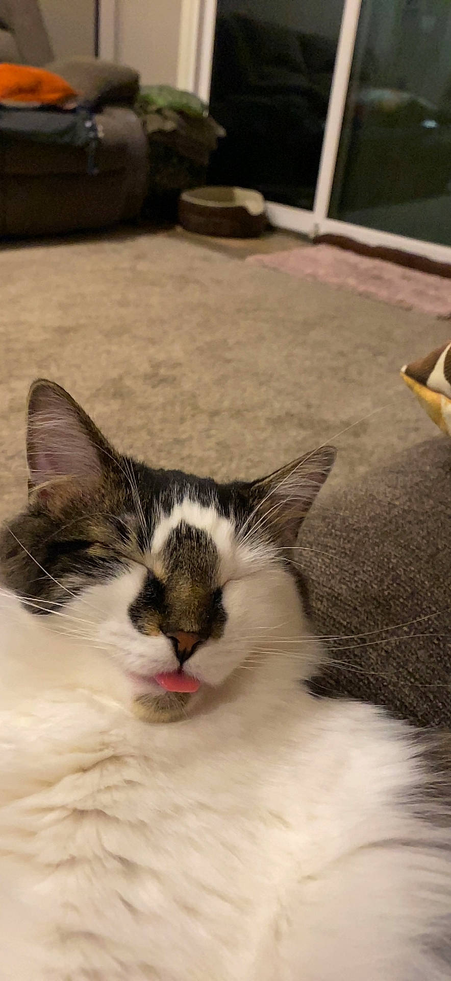 Sophie joined the competition — help win amazing prizes! carnivore, cat, claw, comfort, domestic_short_haired_cat, felidae, flooring, foot, fur, head, nap, paw, small_to_medium_sized_cats, snout, tail, terrestrial_animal, whiskers, window