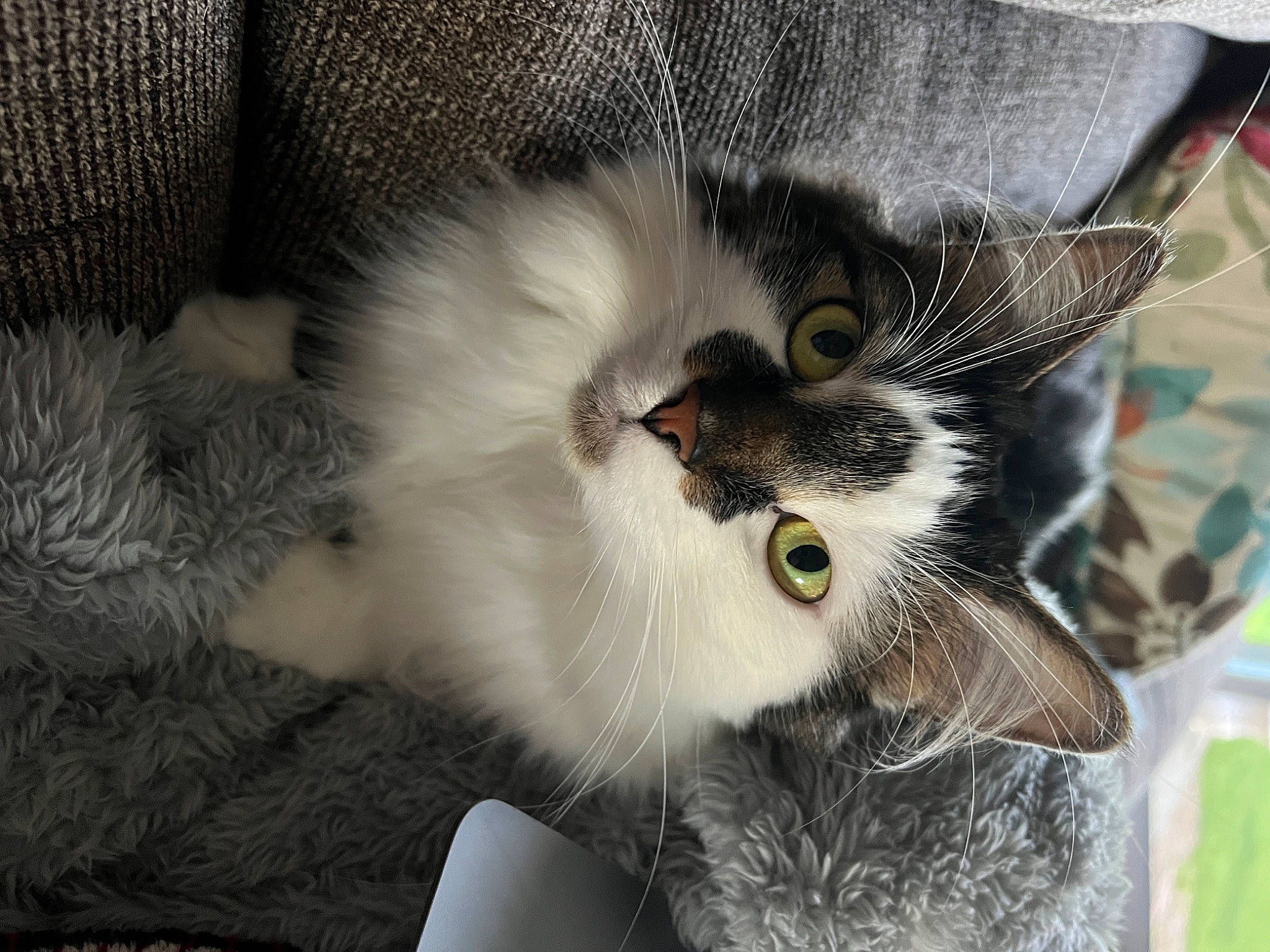 Sophie joined the competition — help win amazing prizes! carnivore, cat, claw, domestic_short_haired_cat, eye, felidae, fur, grey, paw, photo_caption, plant, porch, small_to_medium_sized_cats, tail, tree, whiskers, window
