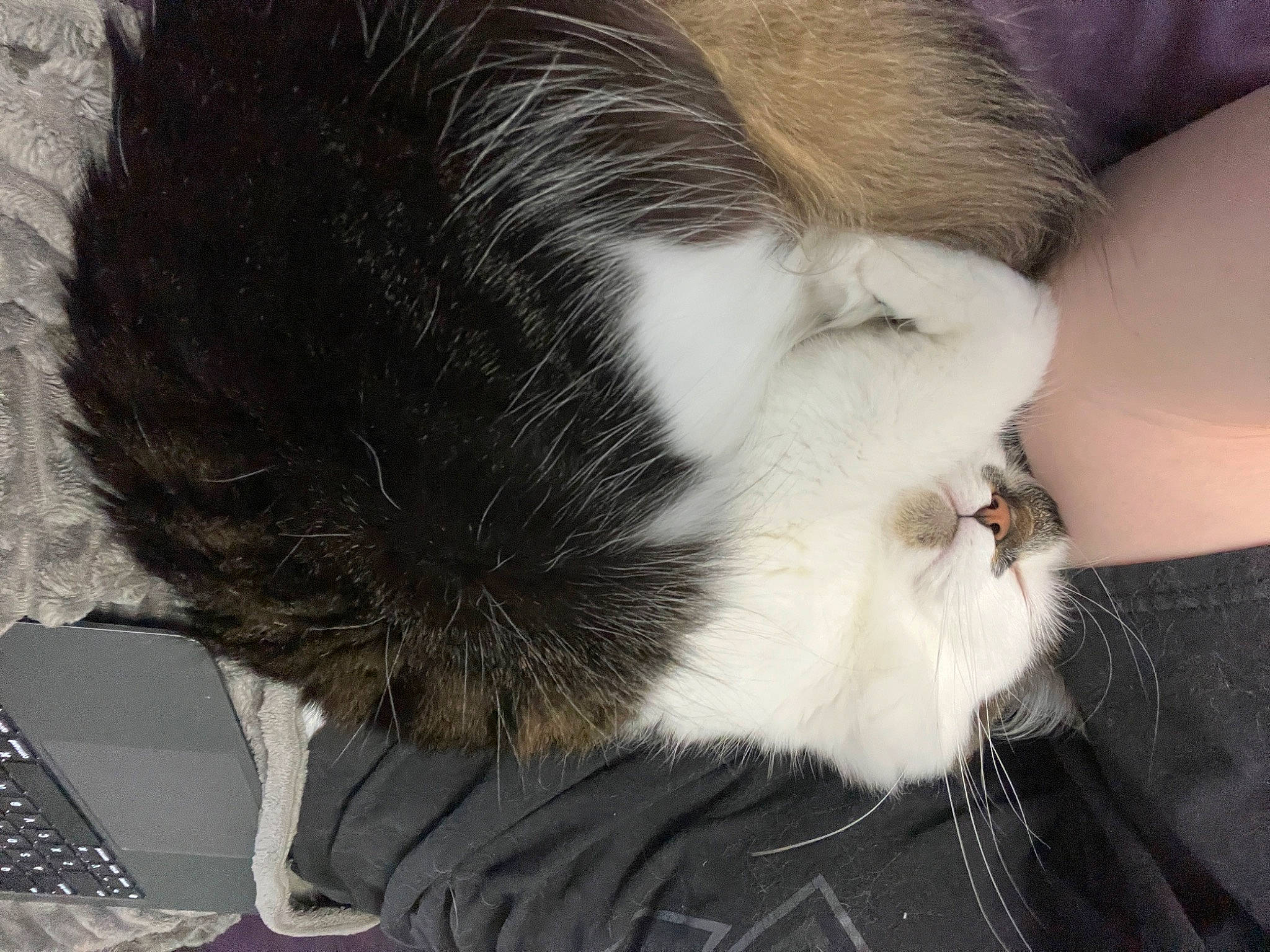Sophie joined the competition — help win amazing prizes! carnivore, cat, claw, comfort, companion_dog, domestic_short_haired_cat, ear, felidae, foot, fur, paw, small_to_medium_sized_cats, snout, tail, whiskers