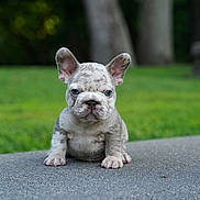 Chocolate Fluff is registered to the contest to win money with this photo: adorable, animal, blurred_background, concrete, cute, dog, ears, eyes, face, french_bulldog, fur, grass, nature, outdoor, pet, portrait, puppy, sitting, small, young