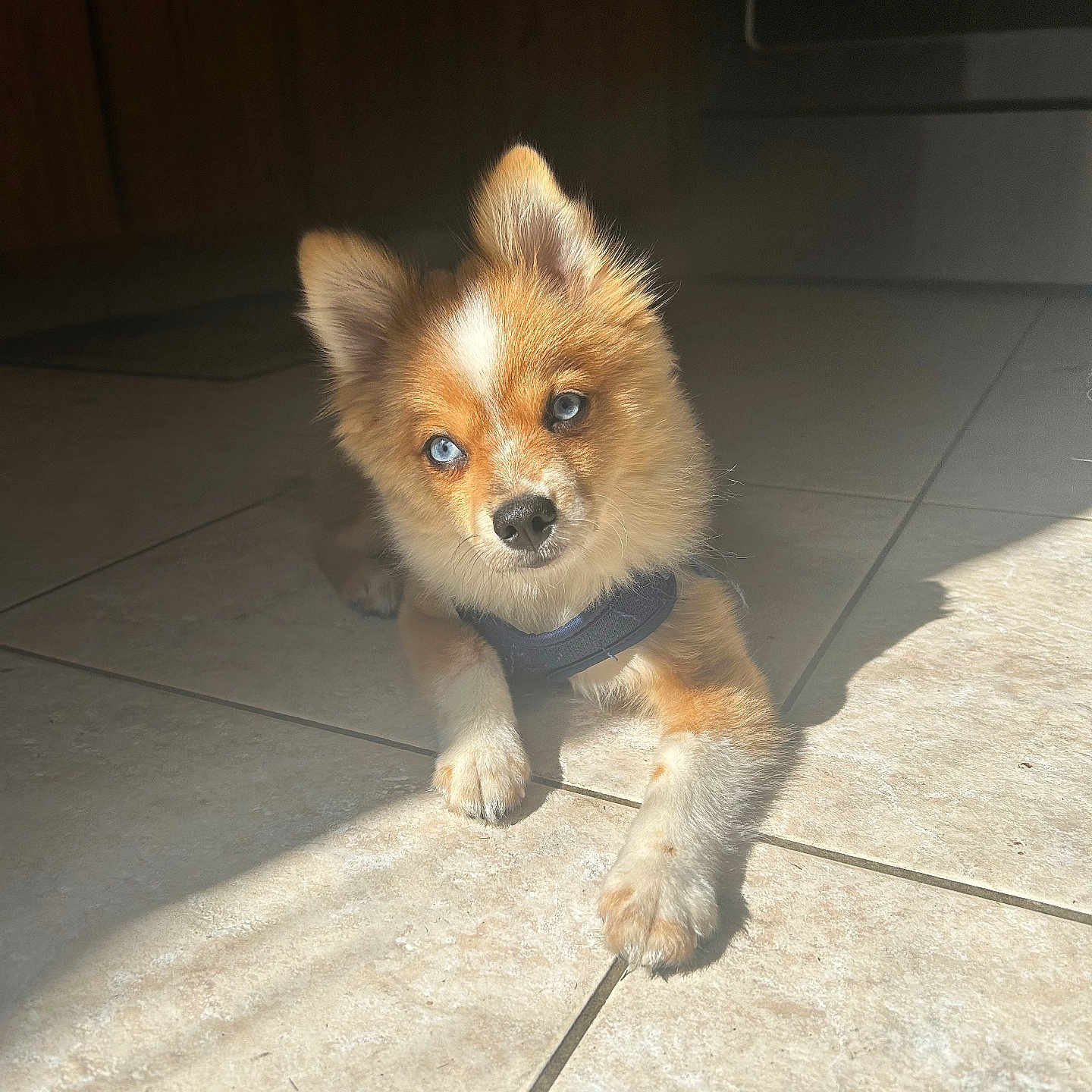 Louie