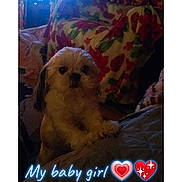 Suzy Strong is registered to the contest to win money with this photo: dog, small_dog, indoor, fluffy, pet, couch, floral_pattern, text_overlay, heart_emoji, dim_light, grainy, furniture, blanket, animal, companion, cute, looking_at_camera, cozy, living_room, home