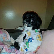 Bubba Strong joined the competition — help win amazing prizes! dog, small_dog, black_and_white, shirt, cartoon_print, couch, blanket, pastel_colors, indoor, pet, cute, cozy, fur, looking_back, seated, comfort, home, animal, domestic, relaxed