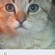 Stevie is registered to the contest to win money with this photo: abyssinian, angora, animal, cat, computerhardware, electronics, face, hardware, head, kitten, manx, monitor, number, person, pet, photography, portrait, screen, symbol, text