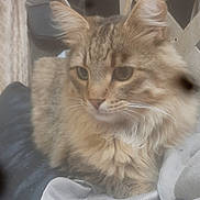 Woody is registered to the contest to win money with this photo: abyssinian, angora, animal, blanket, cat, kitten, manx, pet, siamese