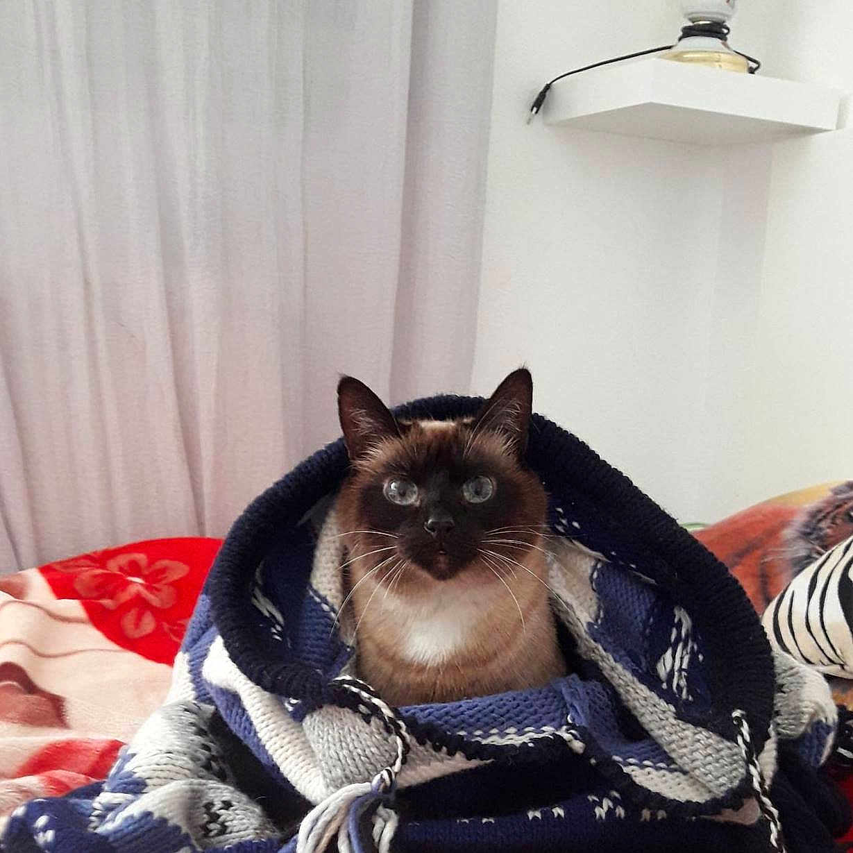 Tipoune