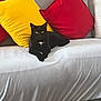 animal, black_cat, cat, comfortable, couch, cozy, cute, domestic, feline, fur, household, indoor, pet, pillow, red_pillow, relaxed, resting, sitting, whiskers, yellow_pillow