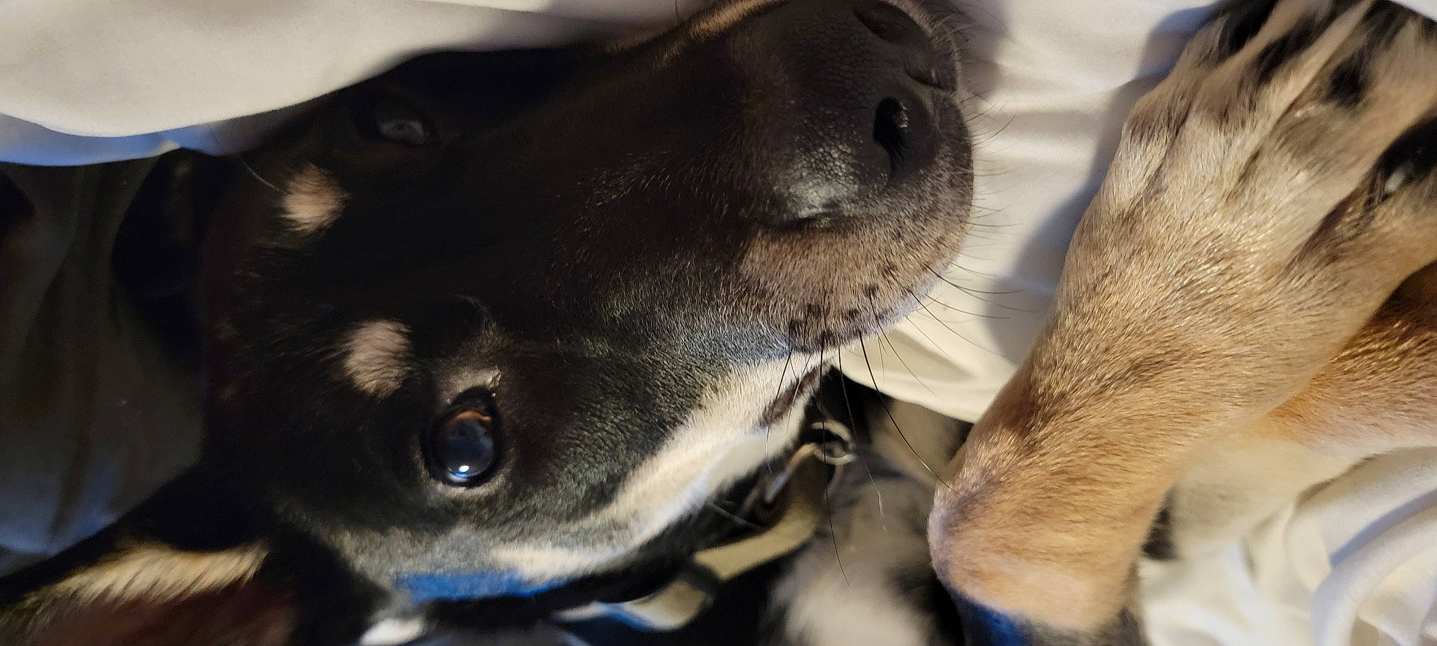 Siouxko joined the competition — help win amazing prizes! canidae, carnivore, close_up, collar, companion_dog, dog, dog_breed, dog_collar, ear, eye, fawn, fur, guard_dog, jaw, snout, sporting_group, street_dog, terrestrial_animal, whiskers, working_animal