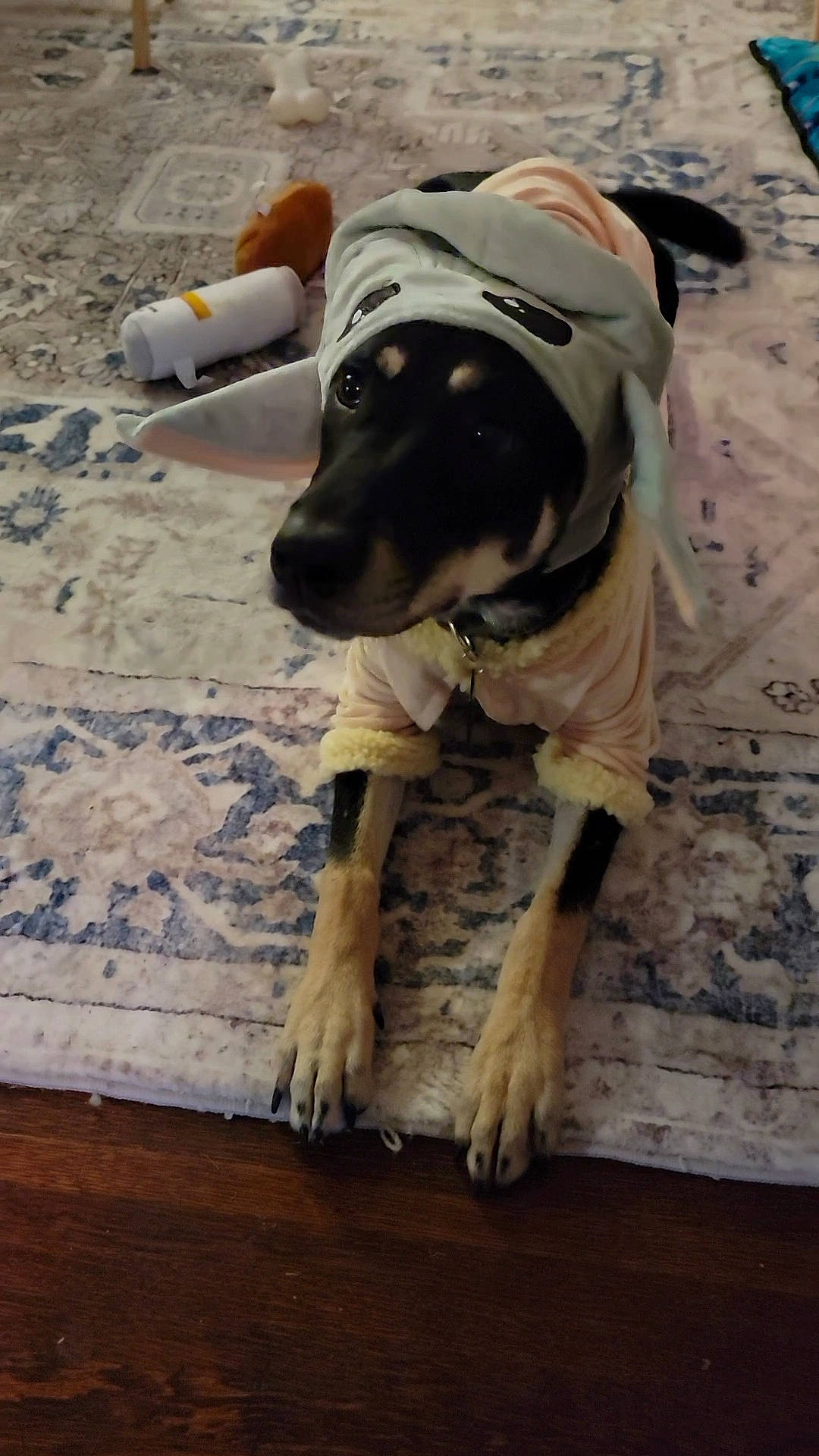 Siouxko is registered to the contest to win money with this photo: adventure, canidae, carnivore, collar, companion_dog, dog, dog_breed, dog_clothes, dog_collar, dog_supply, fashion_accessory, fawn, flooring, leash, personal_protective_equipment, pet_supply, recreation, snout, wood, working_animal