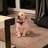 puppy, dog, golden_retriever, indoor, floor, tile_floor, purple_bow, pet, cute, small_dog, curious, window, curtain, furniture, home, animal, sitting, young_dog, domestic, companion