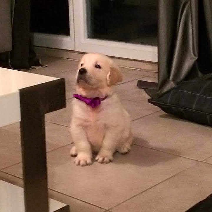 Jungo participe au concours pour gagner de l'argent avec cette photo : puppy, dog, golden_retriever, indoor, floor, tile_floor, purple_bow, pet, cute, small_dog, curious, window, curtain, furniture, home, animal, sitting, young_dog, domestic, companion