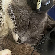 Yugi is registered to the contest to win money with this photo: animal, cat, closeup, cozy, cute, feline, fur, gray_cat, headphones, indoor, napping, paw, pet, relaxation, resting, sleeping, soft, sony, whiskers, white_paws