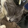 animal, cat, closeup, cozy, cute, feline, fur, gray_cat, headphones, indoor, napping, paw, pet, relaxation, resting, sleeping, soft, sony, whiskers, white_paws