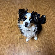 Bella is registered to the contest to win money with this photo: dog, blue_eyes, fluffy, black, white, tan, pet, animal, indoor, wooden_floor, looking_up, cute, attentive, fur, ears, tail, companion, canine, domestic, friendly