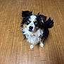 dog, blue_eyes, fluffy, black, white, tan, pet, animal, indoor, wooden_floor, looking_up, cute, attentive, fur, ears, tail, companion, canine, domestic, friendly