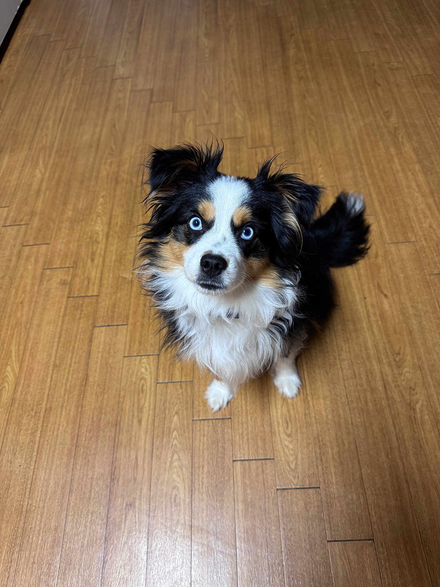 Bella is registered to the contest to win money with this photo: dog, blue_eyes, fluffy, black, white, tan, pet, animal, indoor, wooden_floor, looking_up, cute, attentive, fur, ears, tail, companion, canine, domestic, friendly
