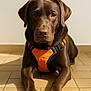 dog, labrador, chocolate_labrador, pet, animal, canine, orange_harness, floor, tile, indoor, portrait, looking_at_camera, brown_fur, paws, ears, snout, whiskers, close_up, domestic_animal, companion