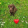 puppy, dog, grass, flowers, greenery, outdoor, nature, cute, brown, young_animal, pet, field, spring, small_flowers, daisy, yellow_flower, white_shoe, footwear, heart_emoji, animal