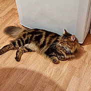 Fitjy participe au concours pour gagner de l'argent avec cette photo : animal, appliance, black_stripes, brown, cat, domestic_cat, feline, fluffy, fur, indoor, long_hair, lying_down, pet, quiet, relaxed, side_view, tabby, tail, whiskers, wooden_floor