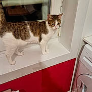 Channel participe au concours pour gagner de l'argent avec cette photo : cat, tabby_cat, windowsill, indoor, kitchen, appliance, washing_machine, red_wall, white_wall, wooden_floor, curious, pet, animal, feline, domestic_cat, standing, window, reflection, household, cozy
