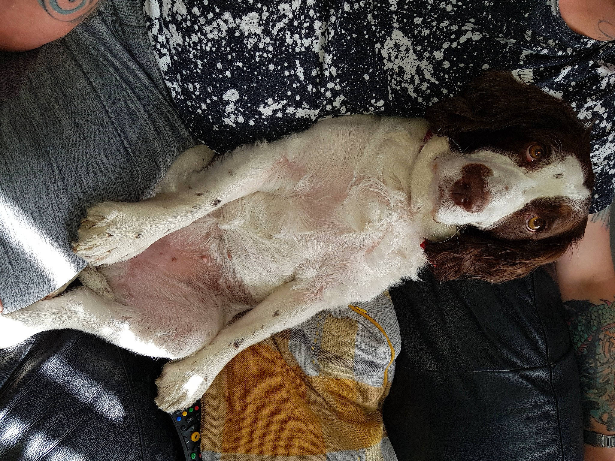 Bella is registered to the contest to win money with this photo: bone, canidae, carnivore, companion_dog, couch, dog, dog_breed, fawn, felidae, flesh, fur, guard_dog, non_sporting_group, puppy, small_to_medium_sized_cats, snout, sporting_group, tail, whiskers, wood