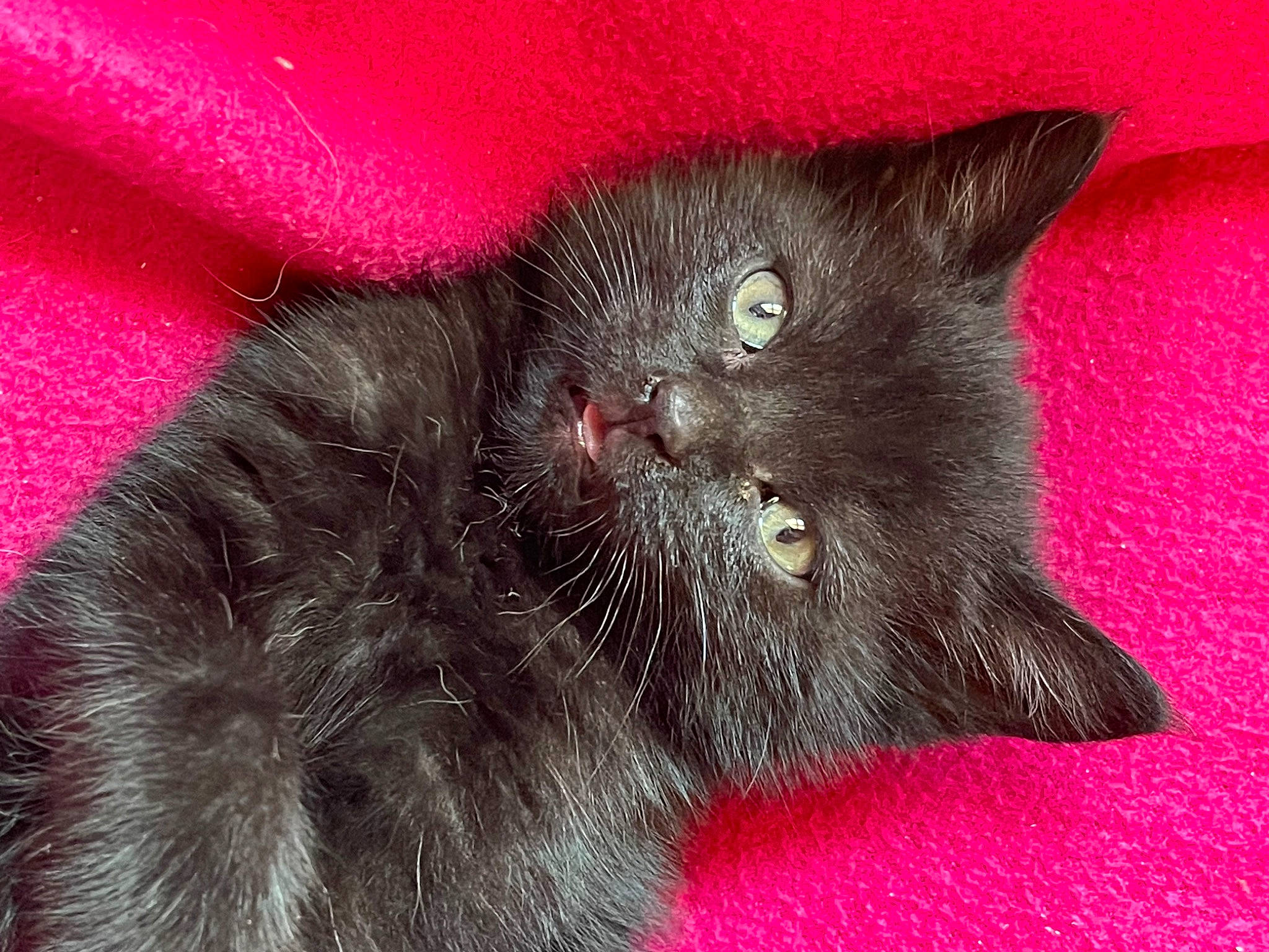 Baguera participe au concours pour gagner de l'argent avec cette photo : black_cat, bombay, carmine, carnivore, cat, claw, close_up, domestic_short_haired_cat, felidae, fur, grey, paw, small_to_medium_sized_cats, snout, terrestrial_animal, whiskers