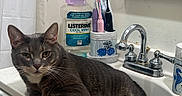 Ferdi joined the competition — help win amazing prizes! bathroom, cabinet, cat, cleaning_products, countertop, curtain, domestic_animal, faucet, gray_cat, household, indoor, mirror, mouthwash, personal_care, pet, relaxed, sink, tissue, toothbrush, white_paws