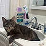 bathroom, cabinet, cat, cleaning_products, countertop, curtain, domestic_animal, faucet, gray_cat, household, indoor, mirror, mouthwash, personal_care, pet, relaxed, sink, tissue, toothbrush, white_paws