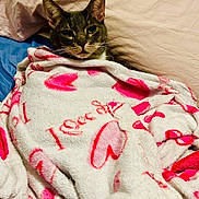 Ferdi is registered to the contest to win money with this photo: animal, bed, blanket, cat, comfort, cozy, cute, cute_pet, domestic_animal, feline, fur, heart_pattern, indoor, pet, pillow, pink, resting, sleepy, snuggled, white