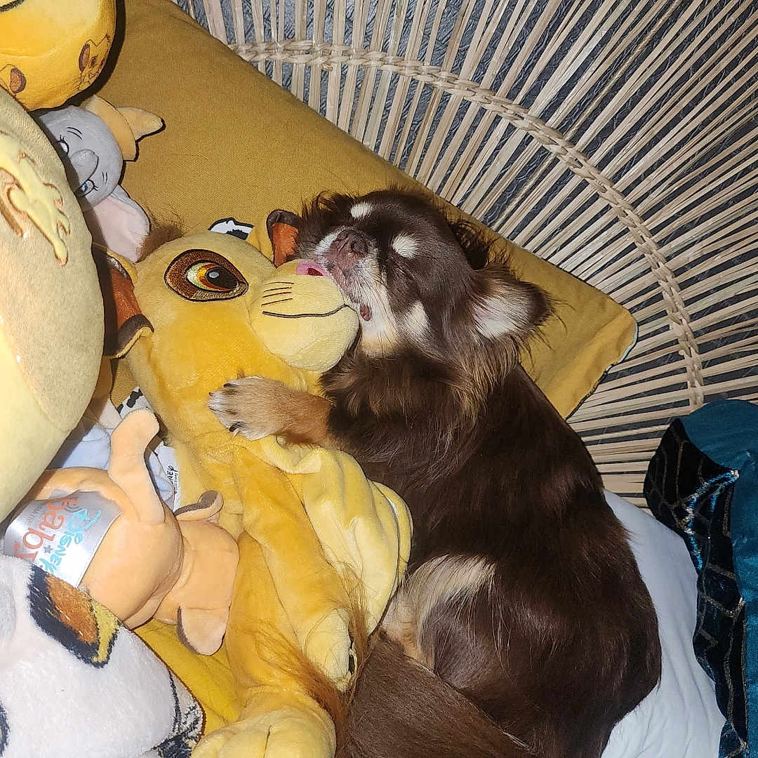 Nala participe au concours pour gagner de l'argent avec cette photo : animal, bed, blanket, brown, cozy, cute, dog, furniture, indoor, pet, pillow, plush_toy, relaxing, resting, sleeping, snuggling, soft_toys, stuffed_animal, woven, yellow