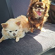 Nalashanel a rejoint le concours — aidez-le/la à gagner de superbes lots ! dog, chihuahua, pet, car_seat, fur, small_dog, animal, tongue_out, sunlight, relaxed, cute, companions, two_dogs, indoor, seatbelt, furry, happy, resting, friendship, cozy
