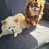 dog, chihuahua, pet, car_seat, fur, small_dog, animal, tongue_out, sunlight, relaxed, cute, companions, two_dogs, indoor, seatbelt, furry, happy, resting, friendship, cozy