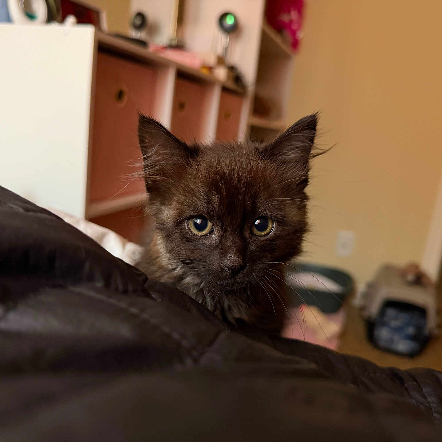Bean