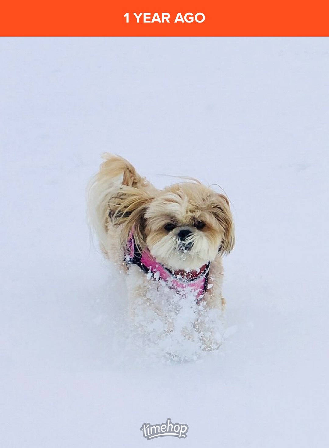 Poppy is registered to the contest to win money with this photo: canidae, carnivore, collar, companion_dog, dog, dog_breed, dog_clothes, dog_supply, fawn, font, fur, liver, pet_supply, small_terrier, snout, sporting_group, terrier, toy_dog, water_dog, working_animal