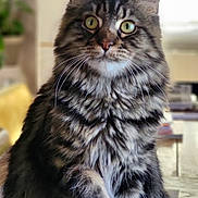 Ambre participe au concours pour gagner de l'argent avec cette photo : animal, blurred_background, cat, closeup, couch, cozy, domestic_cat, feline, fluffy, fur, furniture, green_eyes, houseplant, indoor, pet, portrait, sitting, tabby, whiskers, window